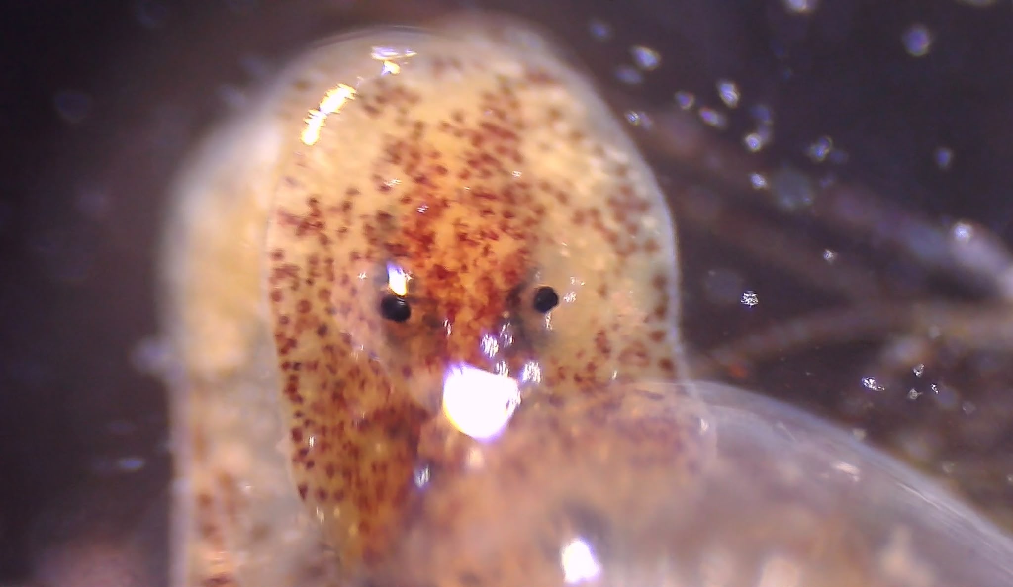 Un''armatura di gelatina: come si difende la Bulla striata